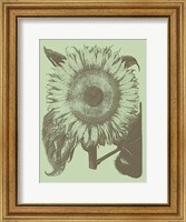 Framed Sunflower 11