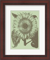 Framed Sunflower 11