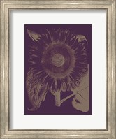 Framed Sunflower 13