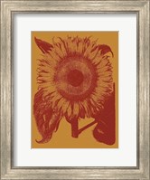 Framed Sunflower 15