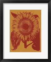 Framed Sunflower 15