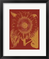 Framed Sunflower 16