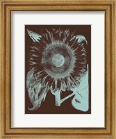 Framed Sunflower 17