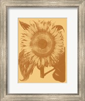 Framed Sunflower 19