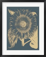 Framed Sunflower 2