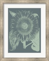 Framed Sunflower 7