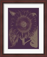 Framed Sunflower 13