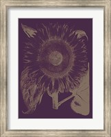 Framed Sunflower 13