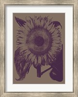 Framed Sunflower 14