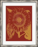 Framed Sunflower 16