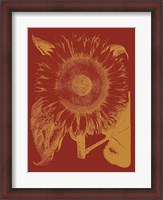 Framed Sunflower 16