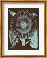 Framed Sunflower 17