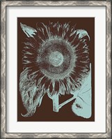 Framed Sunflower 17