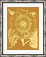 Framed Sunflower 20