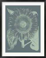 Framed Sunflower 7