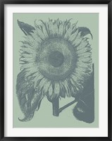 Framed Sunflower 8