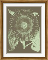 Framed Sunflower 12