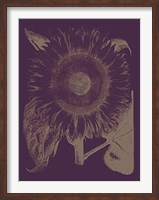 Framed Sunflower 13