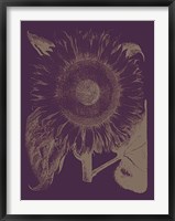 Framed Sunflower 13