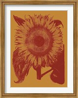 Framed Sunflower 15