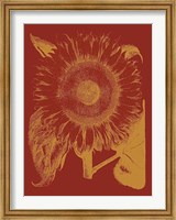 Framed Sunflower 16