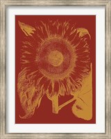 Framed Sunflower 16