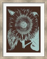 Framed Sunflower 17