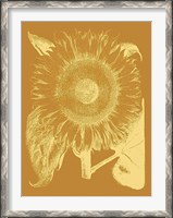 Framed Sunflower 20
