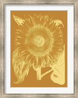 Framed Sunflower 20