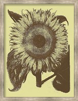 Framed Sunflower 4