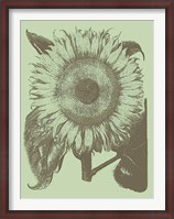Framed Sunflower 11