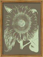 Framed Sunflower 12