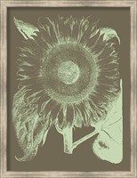 Framed Sunflower 12