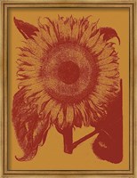 Framed Sunflower 15