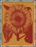 Framed Sunflower 15