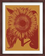 Framed Sunflower 15