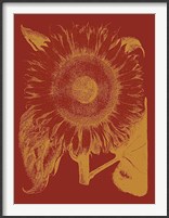 Framed Sunflower 16