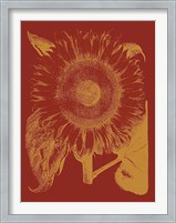 Framed Sunflower 16