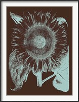 Framed Sunflower 17