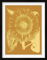 Framed Sunflower 20