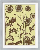 Framed Chrysanthemum 4