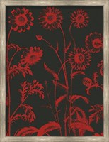 Framed Chrysanthemum 10