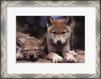 Framed Spring Wolf Pups