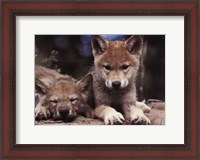 Framed Spring Wolf Pups