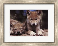 Framed Spring Wolf Pups