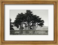 Framed Cypress Trees and Balusters