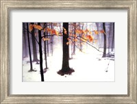 Framed Quiet Woods