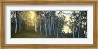 Framed Hillside Birches