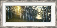 Framed Hillside Birches