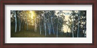 Framed Hillside Birches